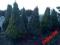Świerk stożkowy Picea glauca Konica