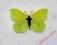 Motyl- Gonepteryx rhamni !!!