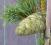 Sosna parviflora Tempelhof 85cm rarytas do kolekcj