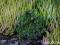 Picea omorka Wodan - niezwykła miniaturka