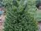 Picea orientalis Gowdy - kaukaski rarytas!