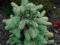 Picea pungens Walnut Glen - co za świerk!