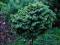 Picea sitchensis Wapenka - kolorowy świerk!
