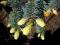 Picea pungens Fruhlingsgold - złoty na wiosnę!
