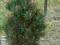 Pinus heldreichii Emerald Arrow - piękna!