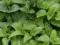 MIĘTA PIEPRZOWA MENTHA PIPERITA
