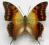 Charaxes candiope Afryka Centralna