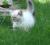 syberyjski kot koty syberyjskie kocięta neva