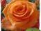 Róza  wielkokwiatowa Pomarańczowa