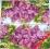 Serwetki do decoupage-2szt-WIOSNA- NR 207