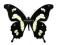Motyl - Papilio hesperus hesperus, samiec, RCA
