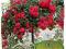 Róza  Na Pniu CZERWONA