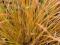 Carex testacea 'Prairie Fire' - Turzyca nowozelan.