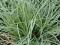 Carex comans 'Amazon Mist' - Turzyca włosista MGŁA