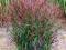 Panicum virgatum 'Squaw' - Proso rózgowate BICOLOR