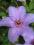 Powojnik (Clematis) 'The First Lady'