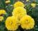 Chryzantema @ Żółty puszek@ piekna jak róża