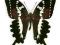 Motyl w gablotce Papilio delalandei