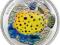 Yellow Boxfish - ochrona życia morskiego Palau !