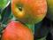 Jabłoń Koksa Pomarańczowa winno słodkie owoce