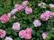 róża  angielska COTTAGE ROSE (AUSglisten)