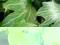 ! BLUSZCZ HEDERA GREEN RIPLLE MEDUSA - UNIKAT!