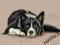 Rysunek obraz -  BORDER COLLIE - PIES A4