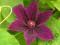 Powojnik 'Clematis' Kacper 50-70 cm wys!