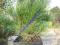 Kosodrzewina Pinus mugo mughus sadzonki