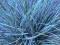 Niebieska trawa SADZONKI !!! MROZOODPORNA 70gr/szt