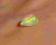 Cudowny Opal Ognisty Na wisiorek - 0,55ct #6/6