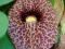 acm WYPRZEDAŻ KOKORNAK ARISTOLOCHIA MROZOODPORNY