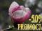 MAGNOLIA~MAGNOLIE~DRZEWO~8 ODMIAN~110CM~'PROMOCJA'