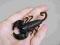 skorpion Opisthacanthus rugiceps SAMICA