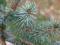 120 ŚWIERK SERBSKI  PICEA OMORIKA nasionkoCom