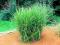 Miskant chiński STRICTUS doniczka ok. 30 cm