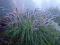 Rozplenica japońska, piórkówka pennisetum 'Moudry'