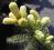 Świerk Białobok drzewko ok 40cm biały przyrost