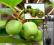 Actinidia MINI KIWI Geneva 80-90 cm WITAMINY