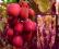 Actinidia MINI KIWI Hardy Red 70cm WITAMINY