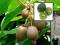 Kiwi pnącze Actinidia ostrolistna Issai 70cm