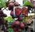 Actinidia MINI KIWI Ken's Red 80 cm Czerwona