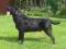 LABRADOR RETRIEVER: Reproduktor ZKwP po Championie