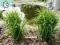trawy ozdobne CAREX GREYI