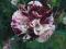 RÓŻA WIELOKWIATOWA WIŚNIOWA W CĘTKI - - HIT !!!!!!