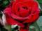 RÓŻA WIELKOKWIATOWA CIEMNO CZERWONA
