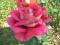 RÓŻA WIELKOKWIATOWA DWU A NAWET TRÓJKOLOROWA