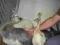 Nandu szare (Rhea americana)-seksowane 1,5 mies.