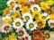 KWIATY GAZANIA LŚNIĄCA NASIONA  #12NB#