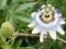 Męczennica Passiflora błękitna Caerulea